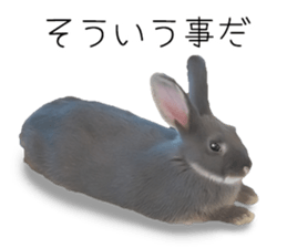 Rabbit House sticker #14591802
