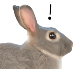 Rabbit House sticker #14591803
