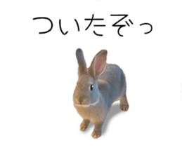 Rabbit House sticker #14591808