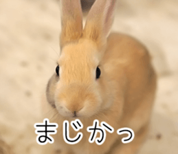 Rabbit House sticker #14591815