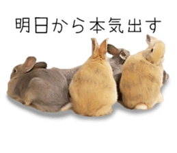 Rabbit House sticker #14591816