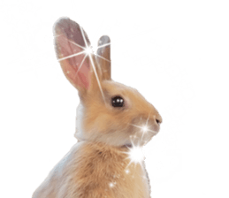 Rabbit House sticker #14591819