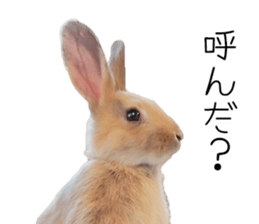 Rabbit House sticker #14591820