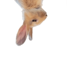 Rabbit House sticker #14591821