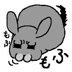 Chinchilla lanigera love