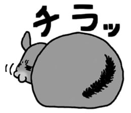 Chinchilla lanigera love sticker #14593407