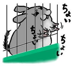 Chinchilla lanigera love sticker #14593434