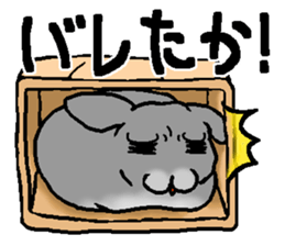 Chinchilla lanigera love sticker #14593435