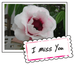 Greetings card with flowers photo sticker #14594431