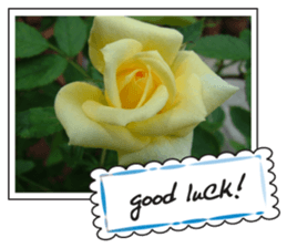 Greetings card with flowers photo sticker #14594436