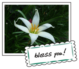 Greetings card with flowers photo sticker #14594437