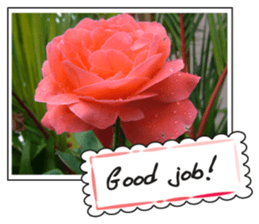 Greetings card with flowers photo sticker #14594439