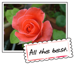 Greetings card with flowers photo sticker #14594441