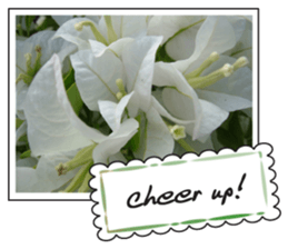 Greetings card with flowers photo sticker #14594442