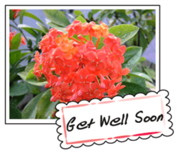 Greetings card with flowers photo sticker #14594443