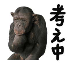 Chimpanzee Sticker4 sticker #14594446