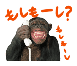 Chimpanzee Sticker4 sticker #14594448