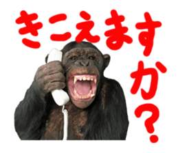 Chimpanzee Sticker4 sticker #14594449