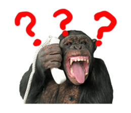 Chimpanzee Sticker4 sticker #14594451