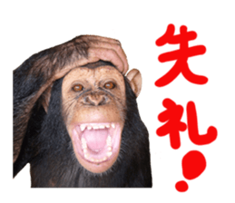 Chimpanzee Sticker4 sticker #14594452