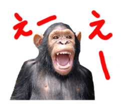 Chimpanzee Sticker4 sticker #14594453