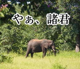 Wild elephant (South Africa) sticker #14594494