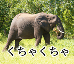 Wild elephant (South Africa) sticker #14594495