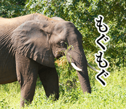 Wild elephant (South Africa) sticker #14594496