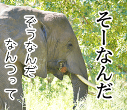 Wild elephant (South Africa) sticker #14594497