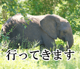 Wild elephant (South Africa) sticker #14594498