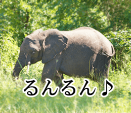 Wild elephant (South Africa) sticker #14594499