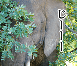 Wild elephant (South Africa) sticker #14594500