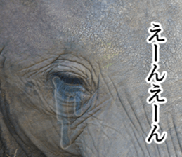 Wild elephant (South Africa) sticker #14594502