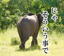 Wild elephant (South Africa) sticker #14594503