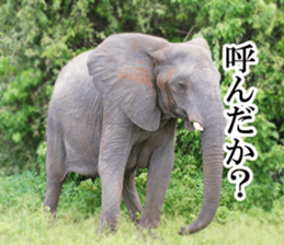 Wild elephant (South Africa) sticker #14594504