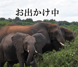 Wild elephant (South Africa) sticker #14594508