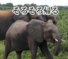 Wild elephant (South Africa) sticker #14594509