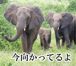 Wild elephant (South Africa) sticker #14594510