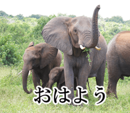 Wild elephant (South Africa) sticker #14594511