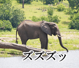 Wild elephant (South Africa) sticker #14594512