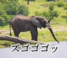 Wild elephant (South Africa) sticker #14594513