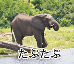 Wild elephant (South Africa) sticker #14594514