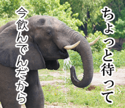 Wild elephant (South Africa) sticker #14594516