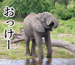 Wild elephant (South Africa) sticker #14594518