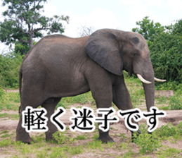 Wild elephant (South Africa) sticker #14594520