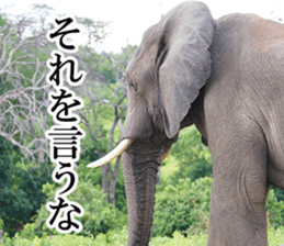 Wild elephant (South Africa) sticker #14594521