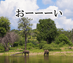 Wild elephant (South Africa) sticker #14594523