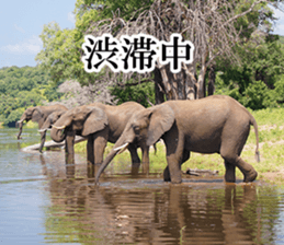 Wild elephant (South Africa) sticker #14594524