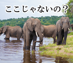 Wild elephant (South Africa) sticker #14594526