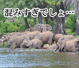 Wild elephant (South Africa) sticker #14594528